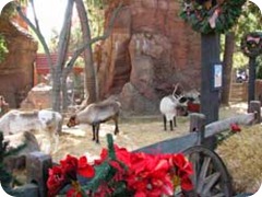 Reindeer